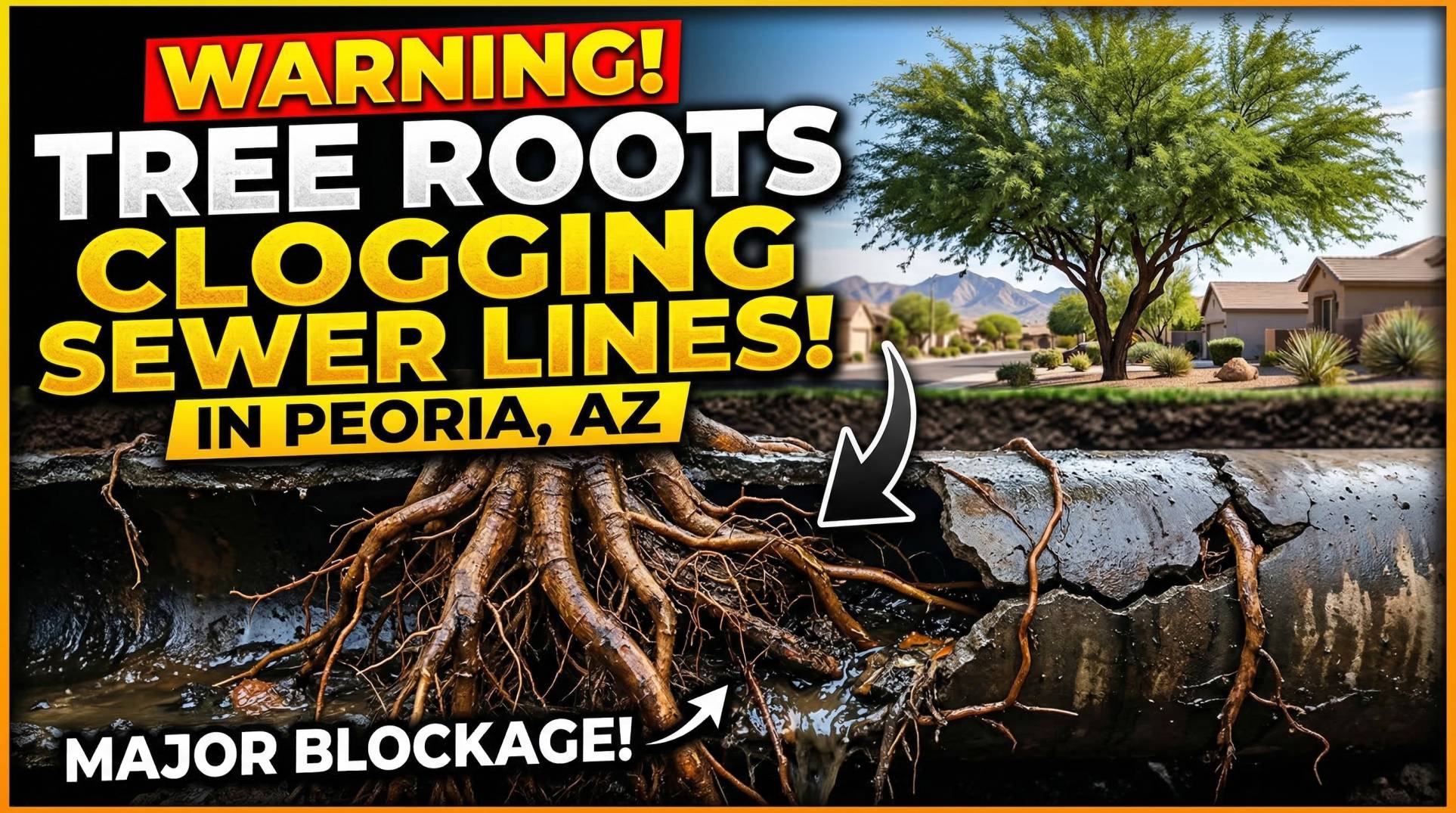 Tree Roots Inside Sewer Lines – Peoria AZ